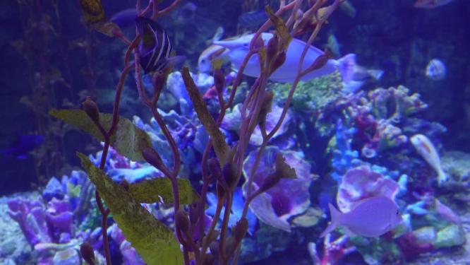 海洋生态海带海藻水藻深海