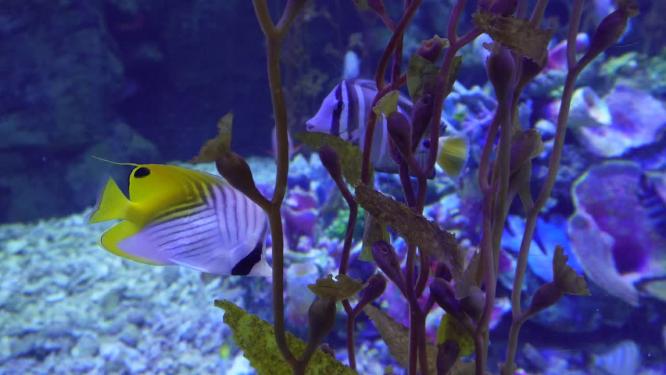 海洋生物觅食潜水海藻海带