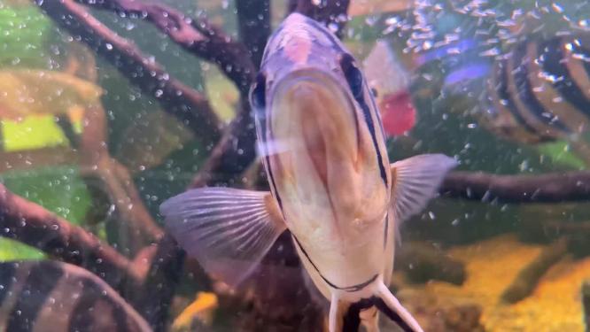 海缸水族馆海水鱼深海鱼海底世界