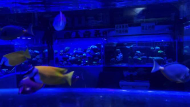 海缸水族馆海水鱼深海鱼海底世界