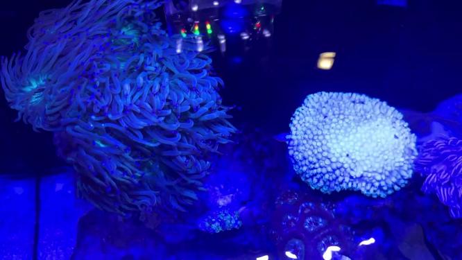 海葵珊瑚海藻海缸水族深海生物