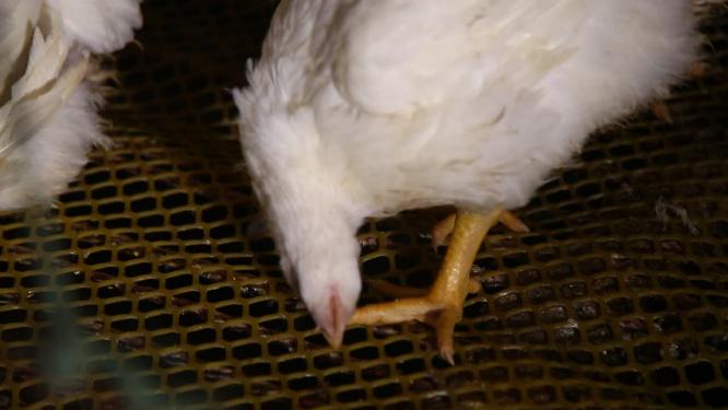 激素鸡谣言探秘鸡肉养殖场