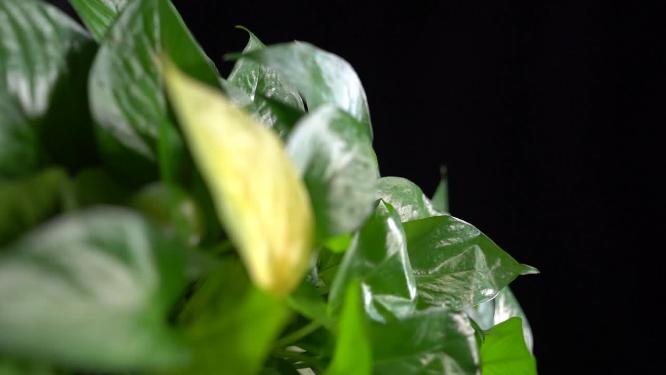 绿化除甲醛绿萝绿叶植物