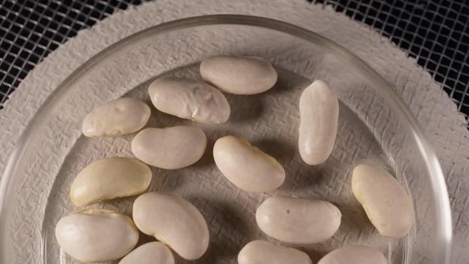 绿龙架豆扁豆豆角种子蔬菜种子农作物种菜蔬果种子