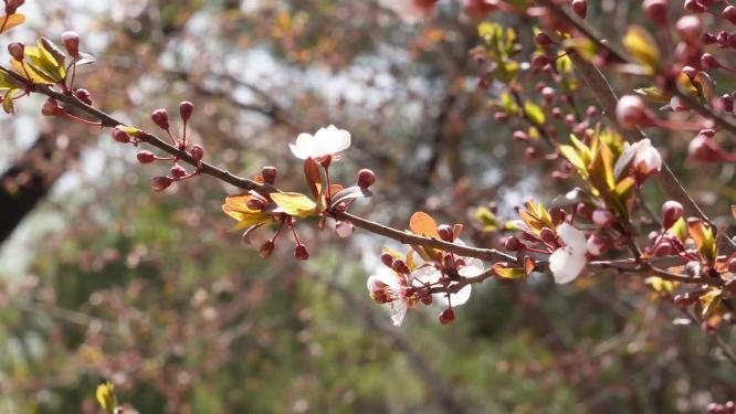 腊梅梅花樱花鲜花
