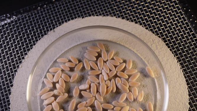 落花甜甜瓜种子蔬菜种子农作物种菜蔬果种子