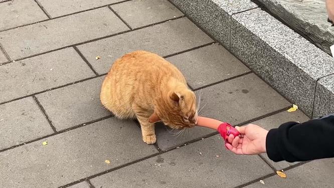 路人用火腿肠喂流浪猫猫咪小猫爱宠人士
