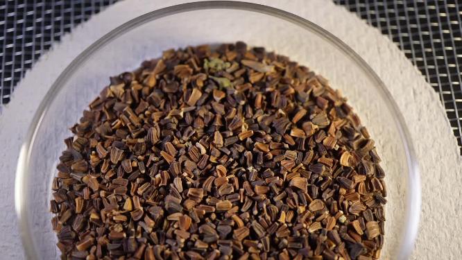阔叶茼蒿大叶茼蒿种子蔬菜种子农作物种菜蔬果种子