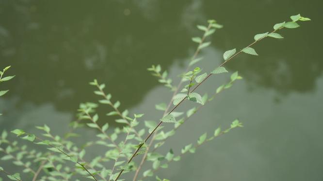 波纹波光粼粼的水面