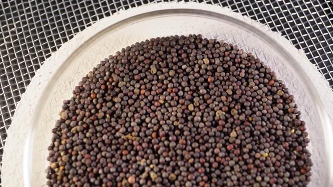 上海青油菜青菜种子蔬菜种子农作物种菜蔬果种子