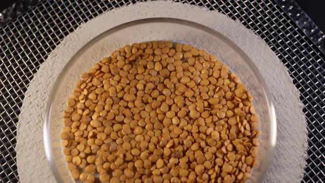 二苠茄圆茄子种子蔬菜种子农作物种菜蔬果种子