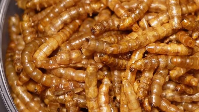 冻干面包虫干大麦虫宠物饲料