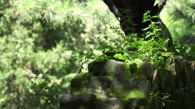 古代砖墙石砖城墙遗迹遗址青苔