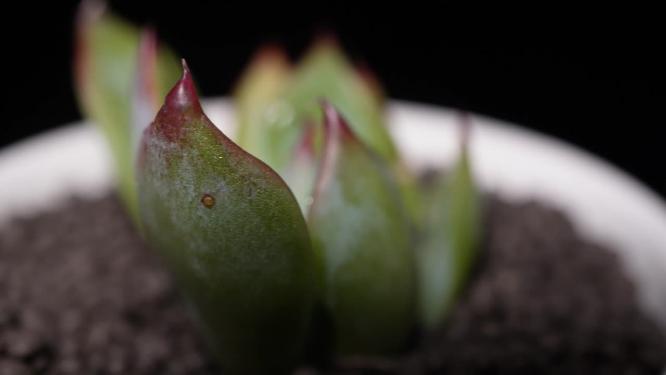 吉娃娃多肉植物盆栽绿植