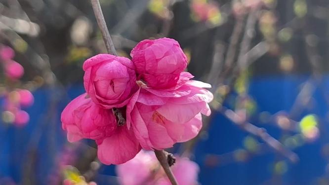开花鲜艳花朵花蕊花瓣