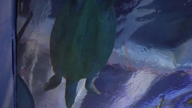 景点海洋馆的海底隧道