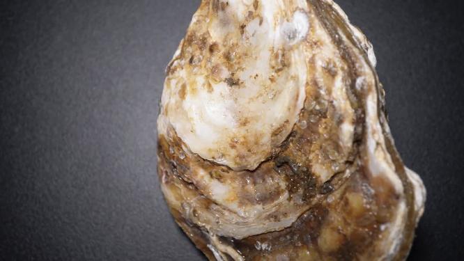 没有打开的生蚝牡蛎贝壳海蛎子壳