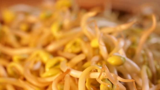 泡发豆芽新鲜豆芽