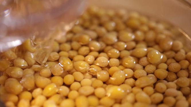 泡黄豆豆嘴发豆芽黄豆胚芽