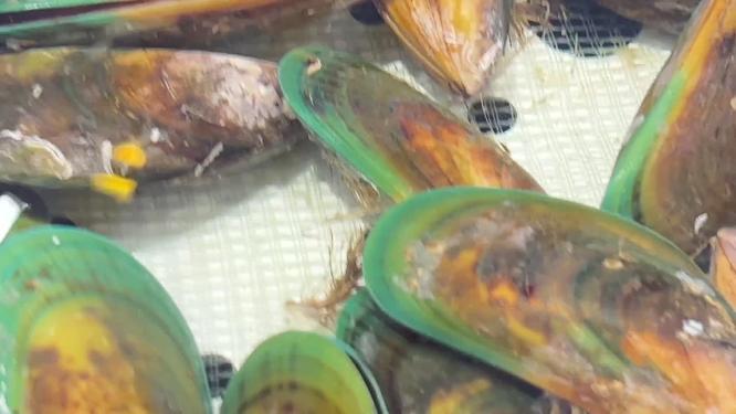 海虹贝壳蛤蜊小海鲜甲壳自助餐~