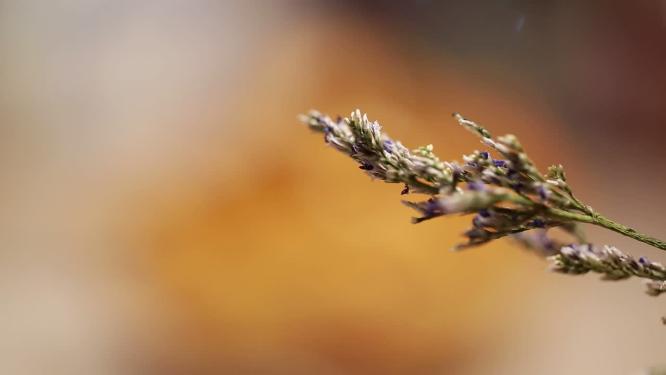 涪陵榨菜咸菜丝