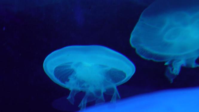 瘤手水母海底世界深海水母