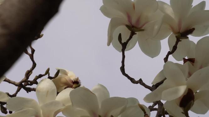 盛开的白色玉兰花花瓣花朵