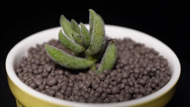 绒针多肉植物盆栽绿植