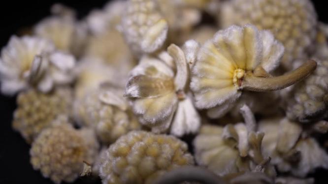绿萝花结香雪丽花茶代茶饮中药中医