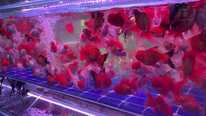 花鸟市场金鱼斗鱼热带鱼银龙鱼水族养鱼
