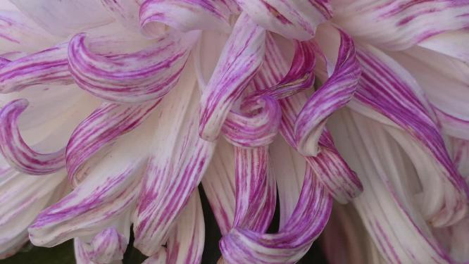 菊花赏菊花展鲜花秋季花卉植物