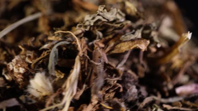 蒲公英中药药材中草药