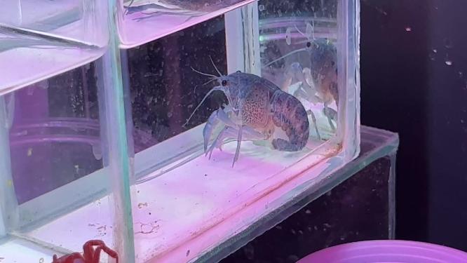 观赏虾蟹螃蟹小龙虾水晶虾樱花虾