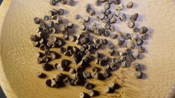 马落葵种子四季鲜花种子园丁花园植物种植