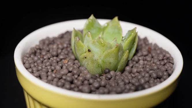 麦秆多肉植物盆栽绿植