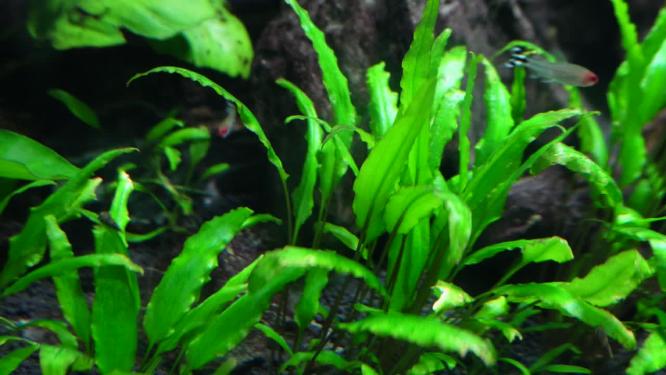 水草水族箱鱼缸造景青苔黄金胡子