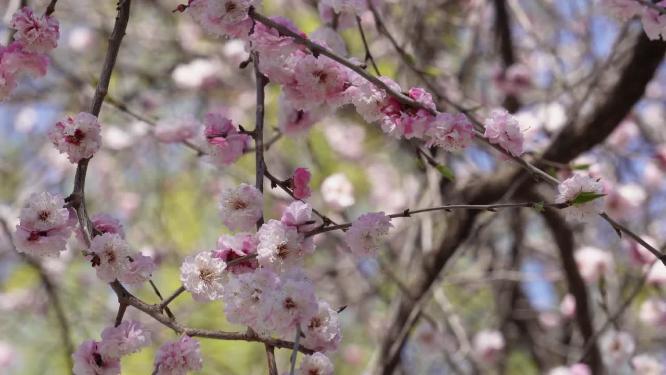 北京植物园桃花梅花樱花粉色花朵