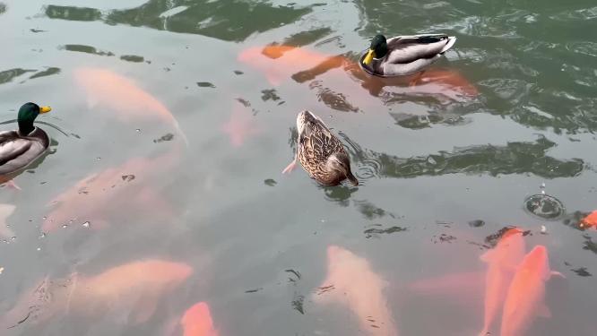 北海公园野鸭子和锦鲤鲤鱼生态