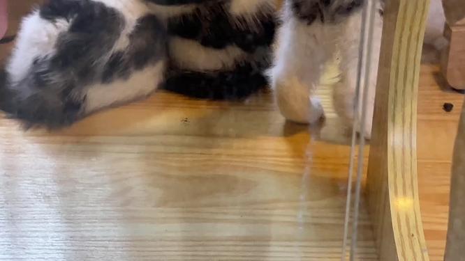 宠物店猫咖撸猫卖猫品种猫豹猫金渐层美短猫咪
