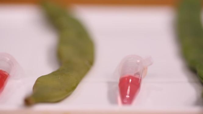 扁豆刀豆皂甙检测