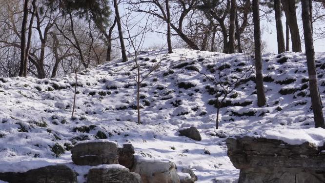 松树雪松冬季松树林山间雪景雾凇