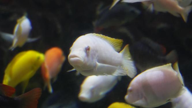 水中游动的观赏鱼三湖慈鲷