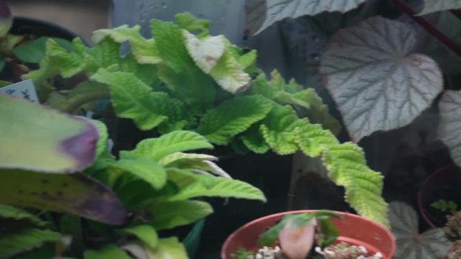 苔藓热带植物捕蝇草雨林造景