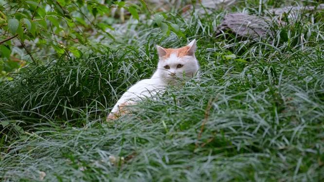 草丛公园里的流浪猫野猫流浪动物