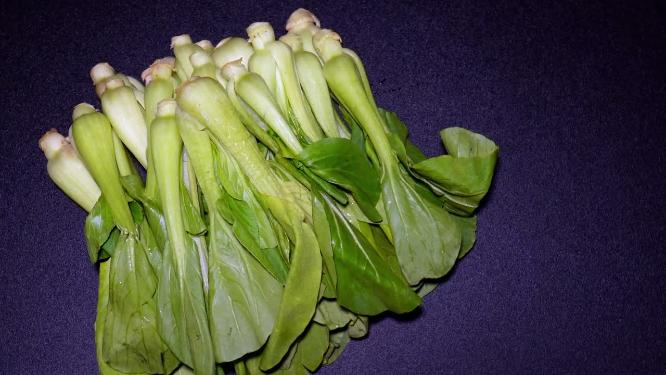 菜心菜苗蔬菜绿叶菜