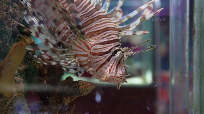 蓑鲉狮子鱼深海鱼类观赏鱼