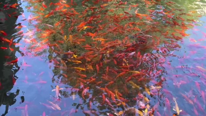 趵突泉清澈泉水下锦鲤鲤鱼金鱼水池