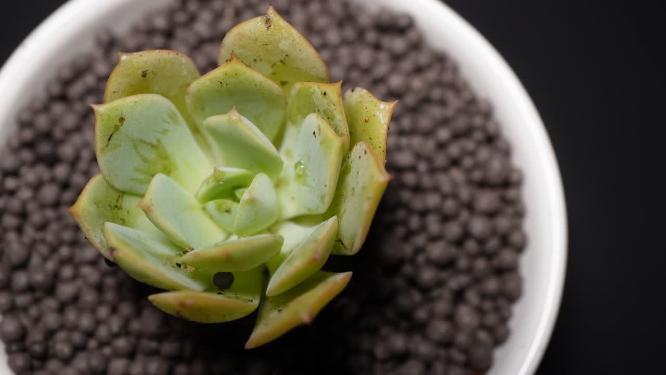 代伦多肉植物盆栽绿植