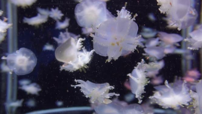倒立水母海洋生物浮游生物