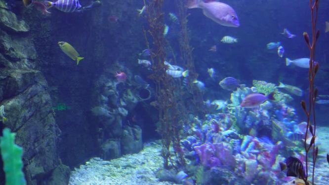 海洋生态海带海藻水藻深海